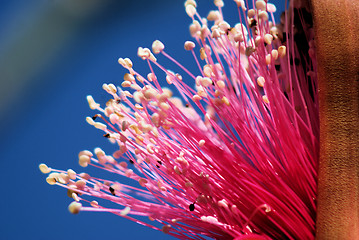 Image showing Shaving Brush Tree