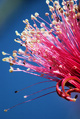 Image showing Shaving Brush Tree