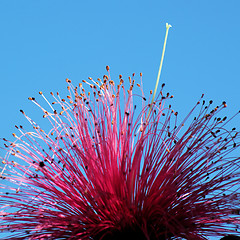 Image showing Shaving Brush Tree