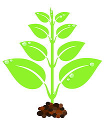 Image showing Green plant