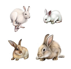 Image showing White Rabbit sitting, White hare running away. Gray rabbit. Isolated on white background.