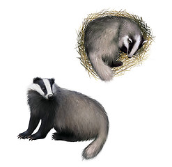 Image showing European badger sitting, Slipping badger Isolated on white background.