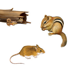 Image showing Rodents: chipmunk eating a nut, yellow brown mouse, two chipmunks in a fallen log, Isolated on white background.