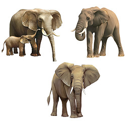 Image showing Elephants, Baby elephant, big adult African elephant Isolated on white background.