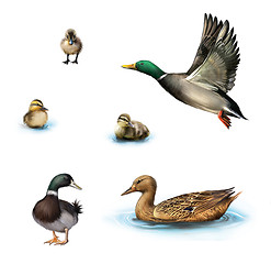 Image showing Water birds, Flying duck, duck in the water, standing male duck, ducklings in the water, Isolated on white background.