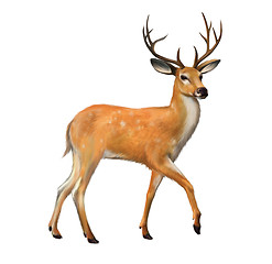 Image showing Beautiful deer with big horns Isolated illustration on white background.