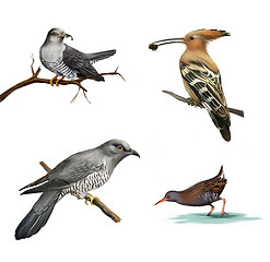 Image showing cuckoo on a tree, Hoopoe (Upupa epops) and water bird Isolated illustration on white background.