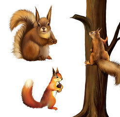 Image showing Eurasian Red squirrel with cane, Baby squirrel, Sciurus vulgaris (2 years) in front, Isolated on white background.