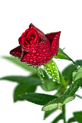 Image showing red rose with water drops 