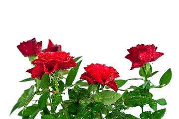 Image showing red roses with water drops