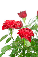 Image showing red roses with water drops 