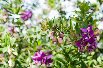 Image showing Beautiful violet flowers bougainvillea on a bush