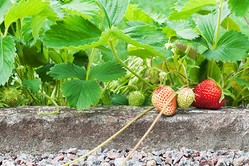 Image showing Strawberries growing in the garden