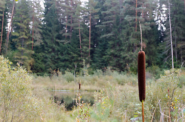 Image showing cat tail plant grow forest swamp small eye pond 