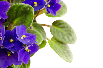 Image showing african violet flower (lot. Saintpaulia) 