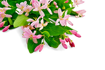Image showing Honeysuckle with pink flowers