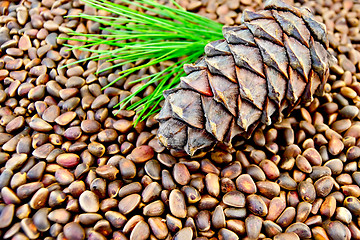 Image showing Cedar cone on the texture of cedar nuts