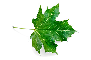 Image showing Leaf maple green