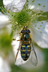 Image showing  diptera syrphidae volucella 