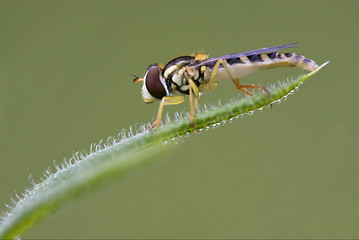 Image showing eristalis on  green leaf