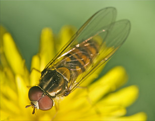 Image showing eristalis on a white yellow flower