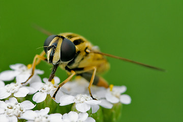 Image showing front of wild fly diptera syrphidae