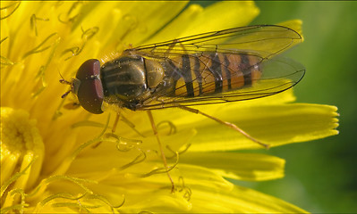 Image showing volucella  on white yellow flower