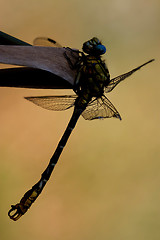 Image showing yellow dragonfly anax  on