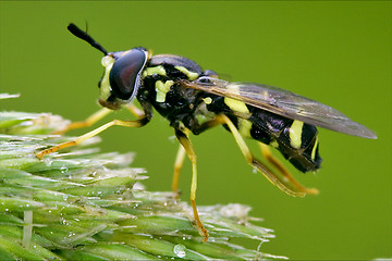 Image showing volucella zonaria  on a white yellow flower