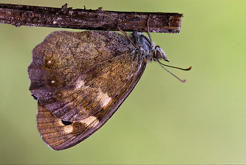 Image showing grey orange butterfly  on a brown