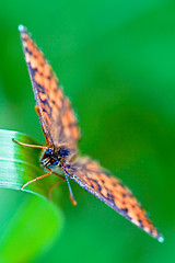 Image showing  brown orange butterfly  on a green leaf in