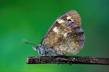 Image showing wild brown grey orange