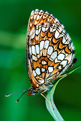 Image showing butterfly  on a green