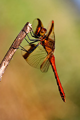 Image showing wild red dragonfly   and sky