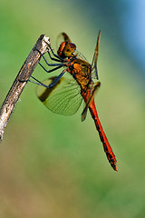 Image showing  red dragonfly on a wood branch  in the bush and sky