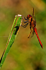 Image showing lack red dragonfly anax imperator Sympetrum Fonscolombii 