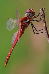 Image showing black red dragonfly