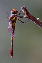 Image showing red yellow dragonfly on 