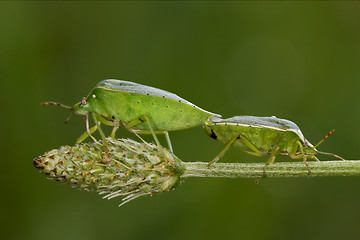 Image showing Heteroptera pentatomidae  reproduction
