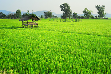 Image showing Thailand's rise fields