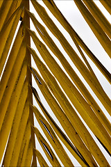 Image showing yellow  close up  leaf