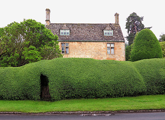 Image showing Old hedge and villa