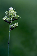 Image showing green   and abstract background 