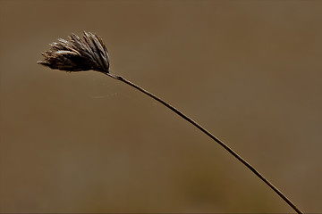 Image showing web macro close up of a brown