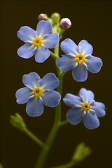 Image showing  anagallis foemina  