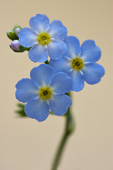 Image showing  close up of a blue  anagallis foemina  