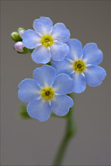 Image showing macro  of a blue  anagallis foemina  