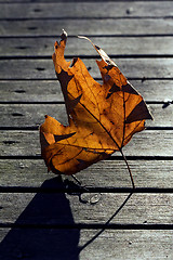 Image showing  wood and yellow