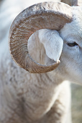 Image showing Closeup of the horn of a sheep