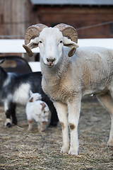 Image showing Inquisitive sheep with curly horns